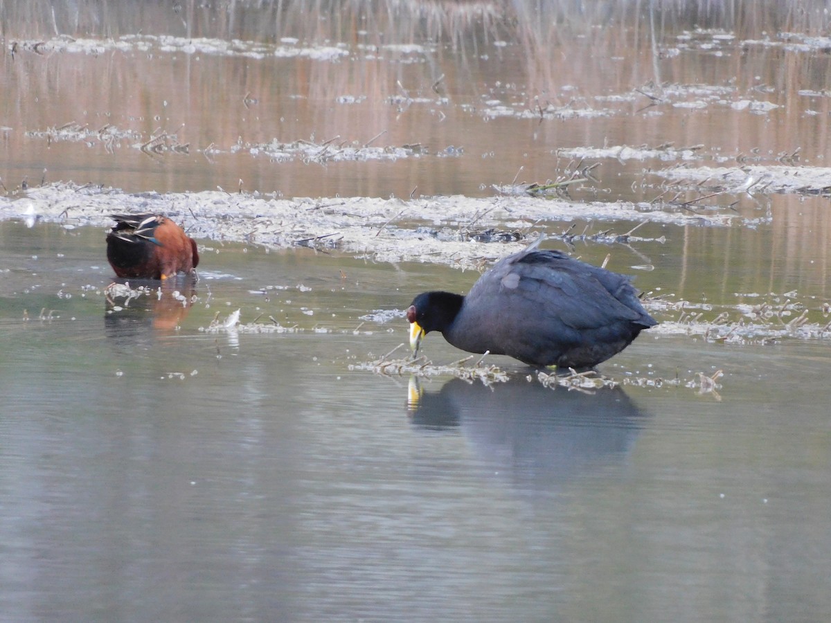 Slate-colored Coot - ML637880251
