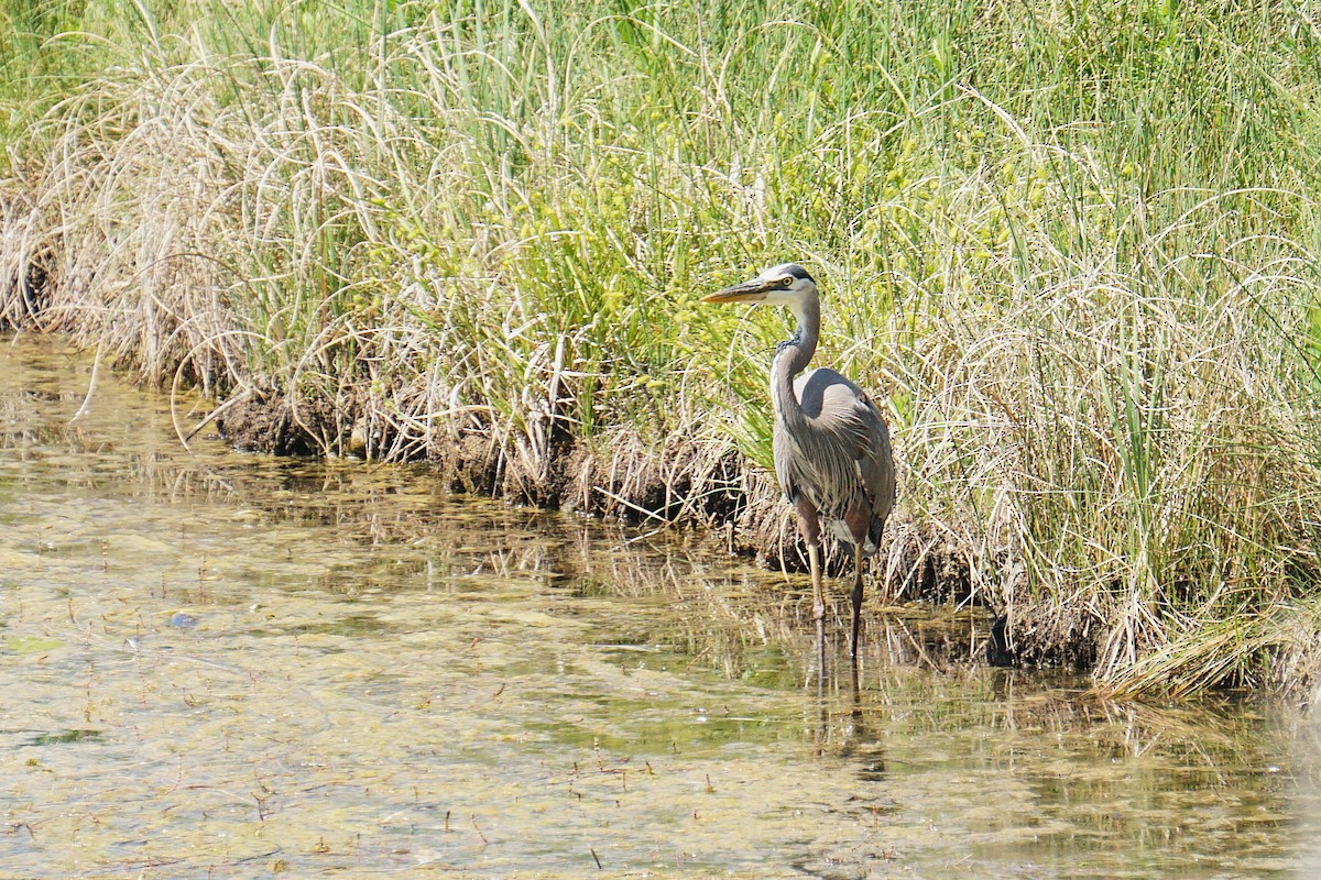 Great Blue Heron - ML637880259