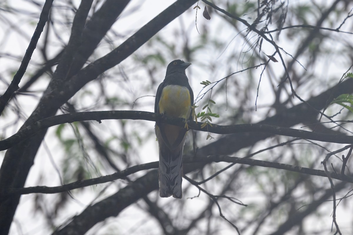 Citreoline Trogon - ML637880266