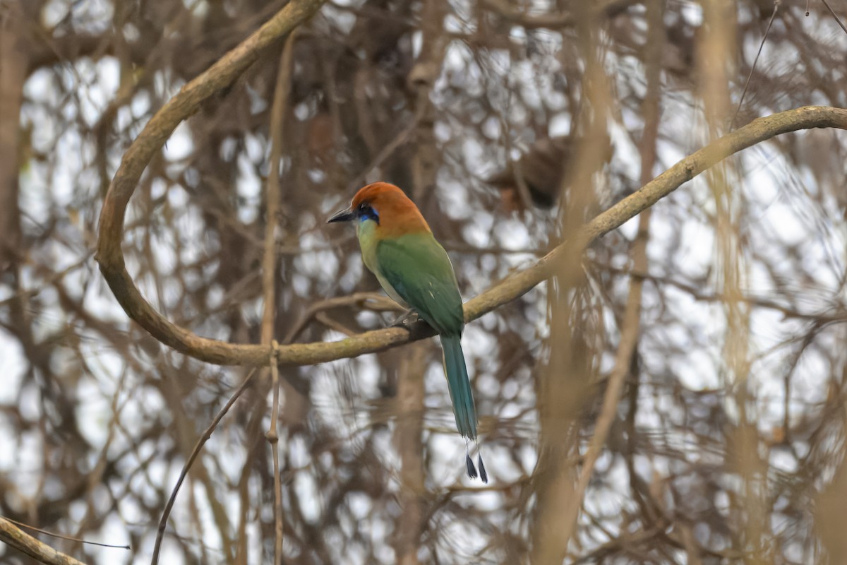 Russet-crowned Motmot - ML637880280