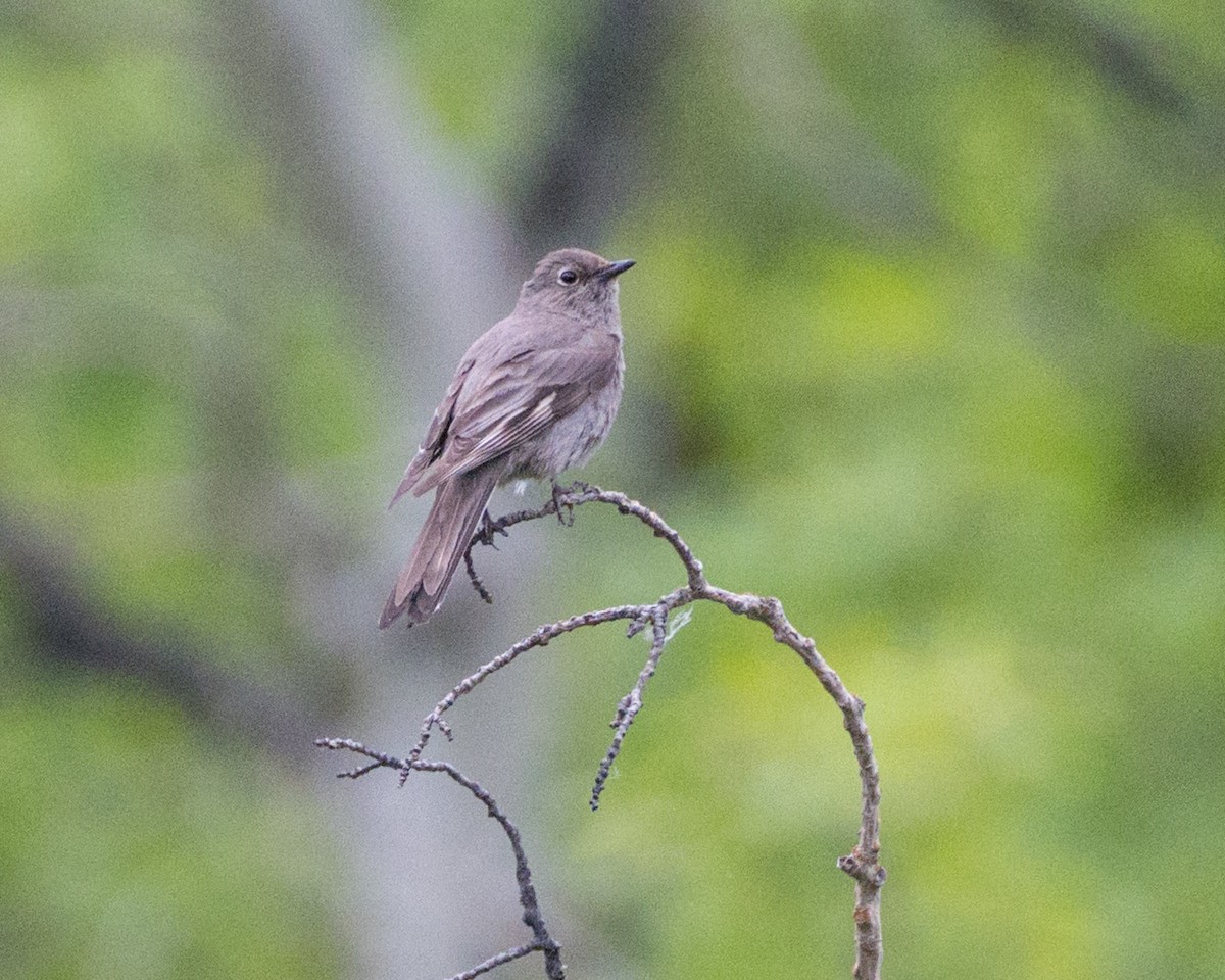 Townsend's Solitaire - ML637880286