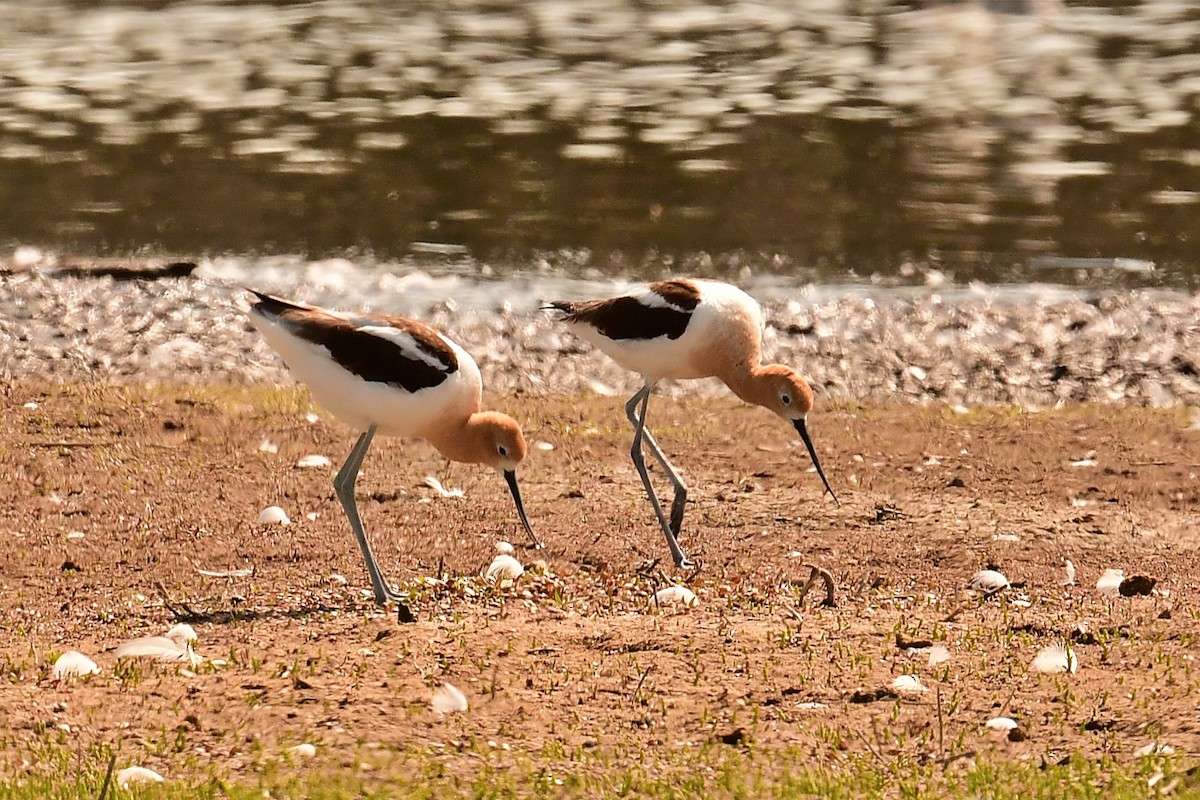 American Avocet - ML637880295