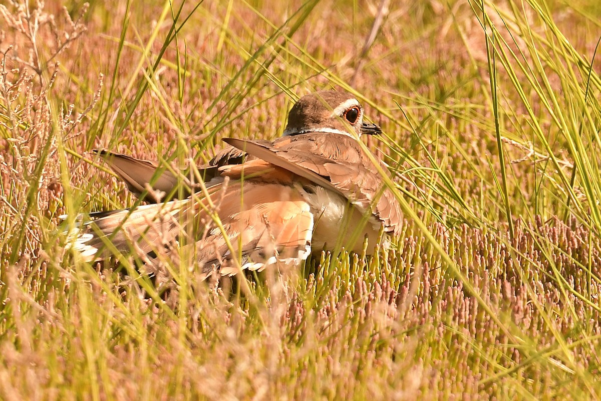 Killdeer - ML637880296