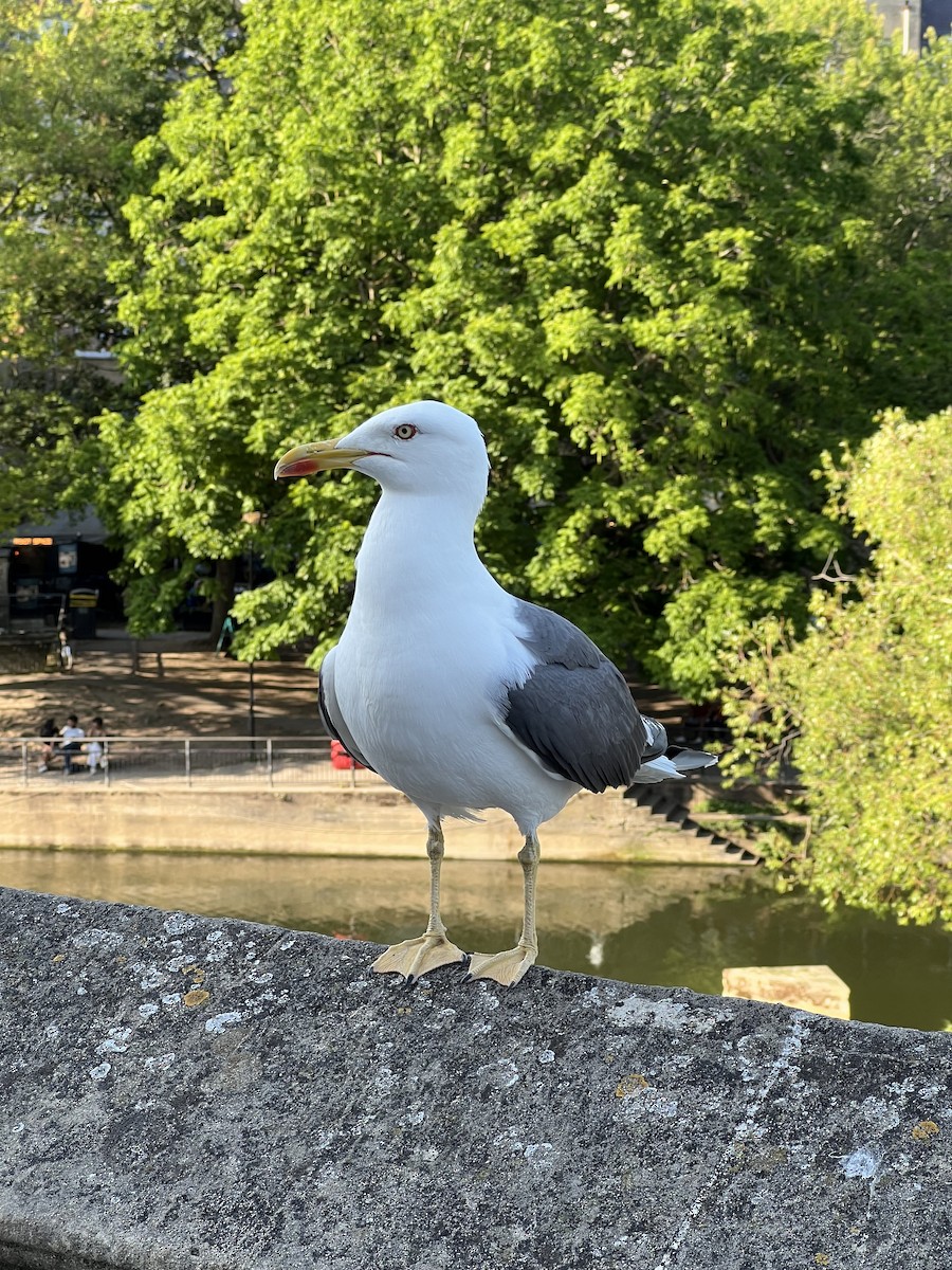 racek žlutonohý - ML637880301