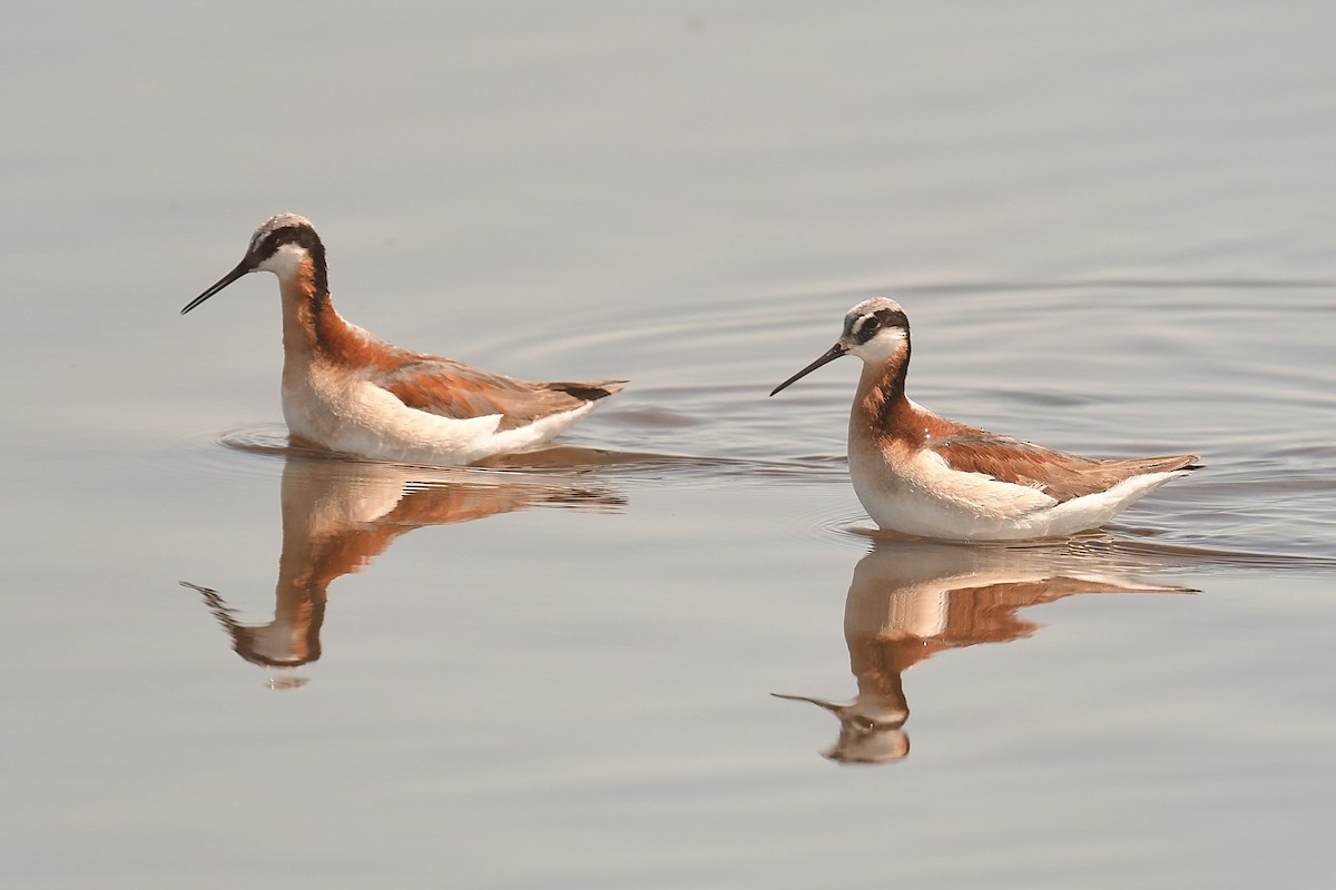 Wilson's Phalarope - ML637880319