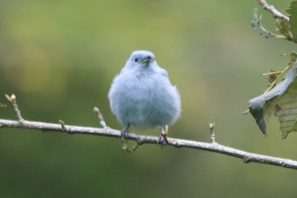 Blue-gray Tanager - Jeremy McEntire