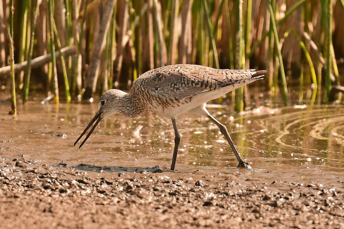 Willet - ML637880331