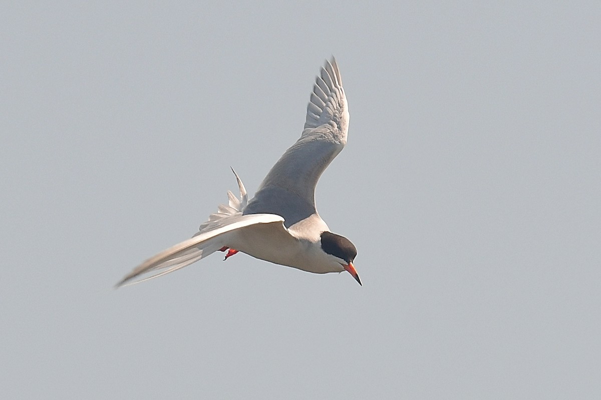 Forster's Tern - ML637880338