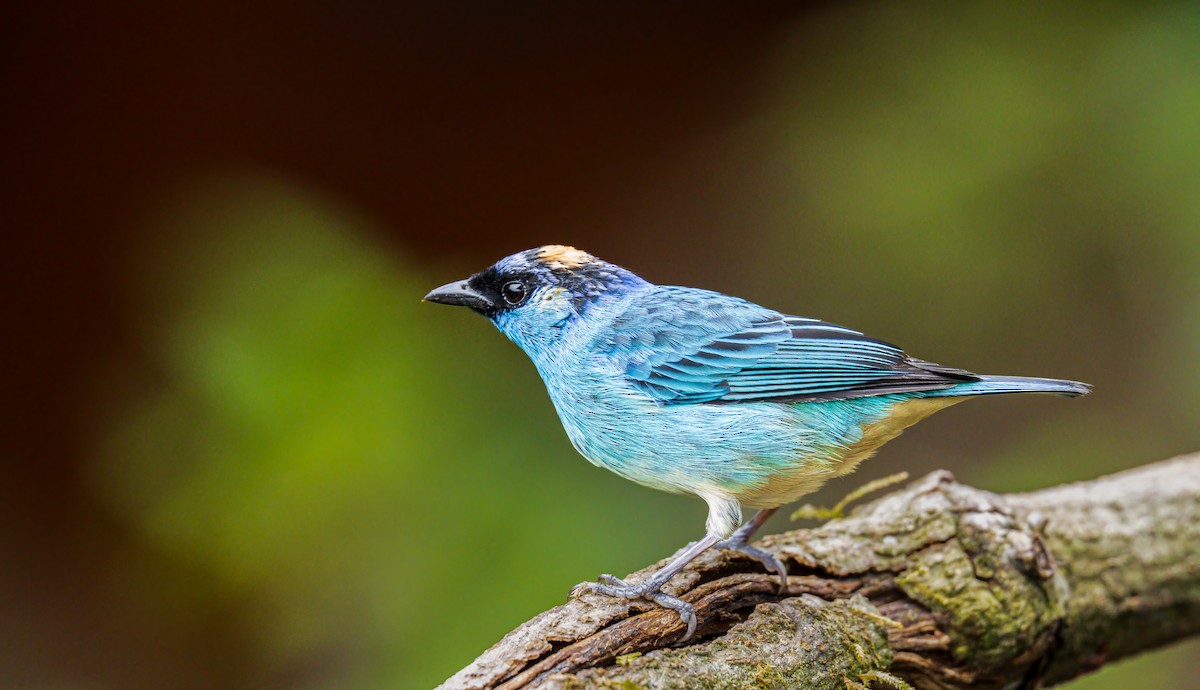 Golden-naped Tanager - ML637880367
