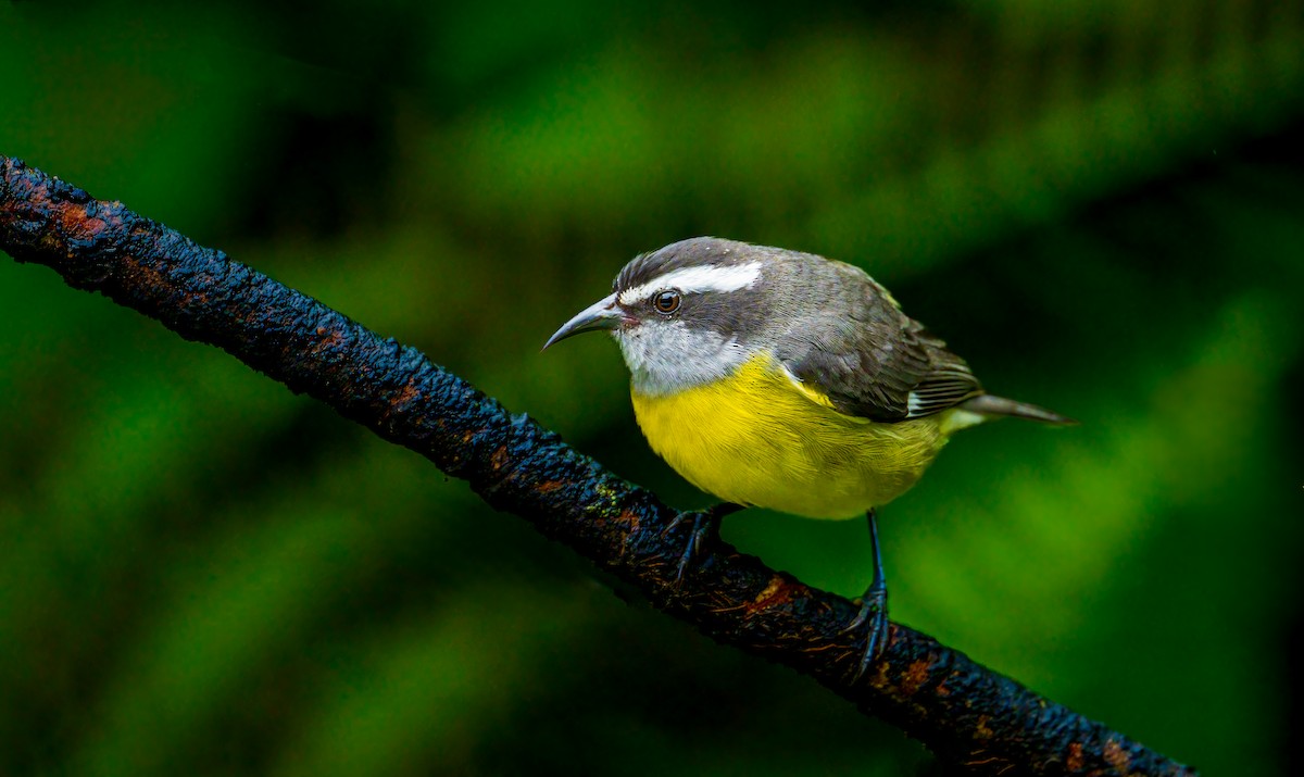 Bananaquit - ML637880391