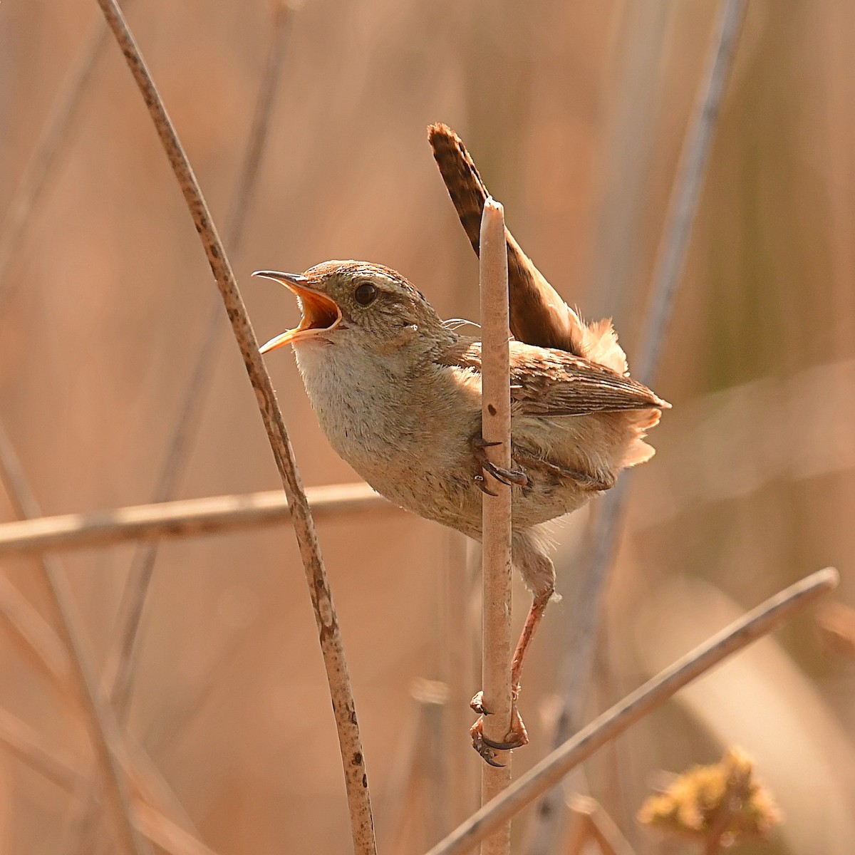 Marsh Wren - ML637880460