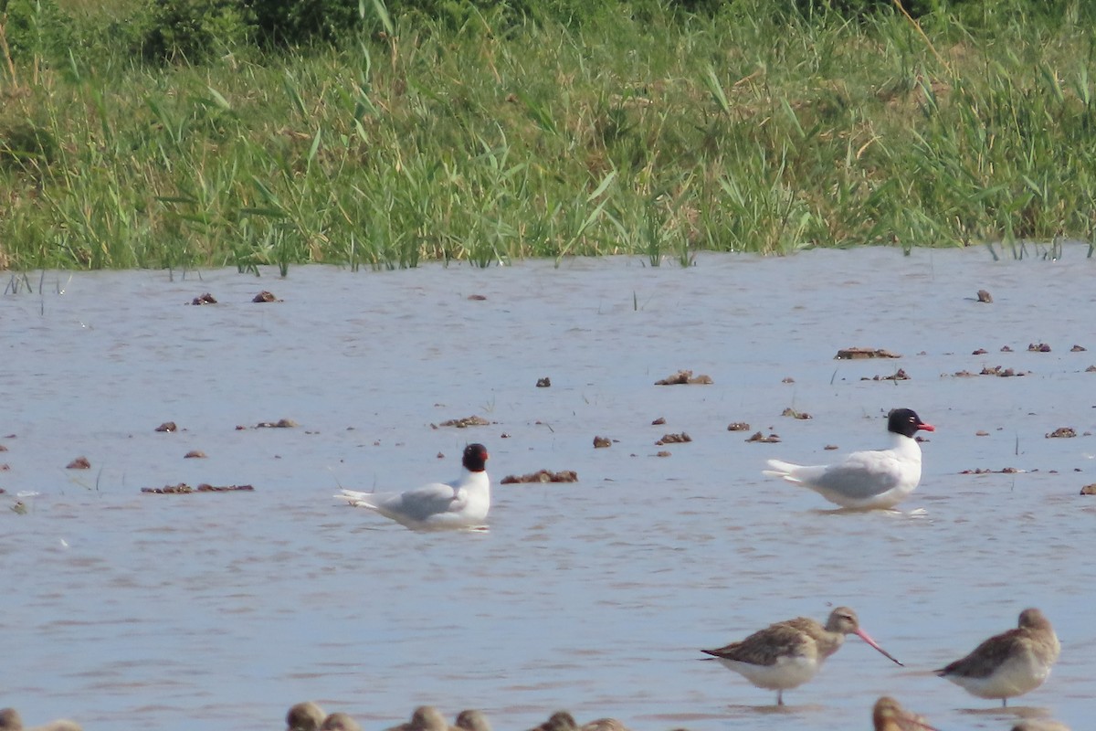 Mediterranean Gull - ML637880461