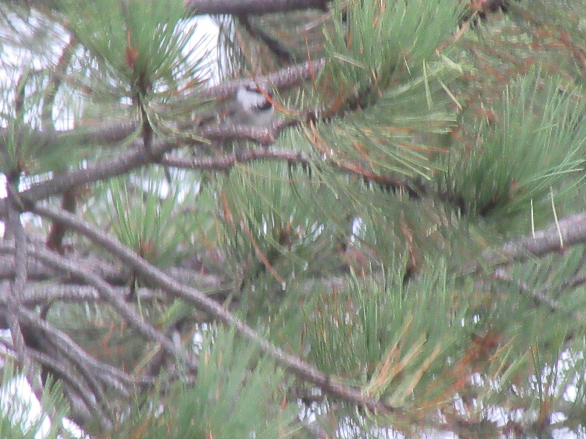 Mésange de Gambel - ML637880476