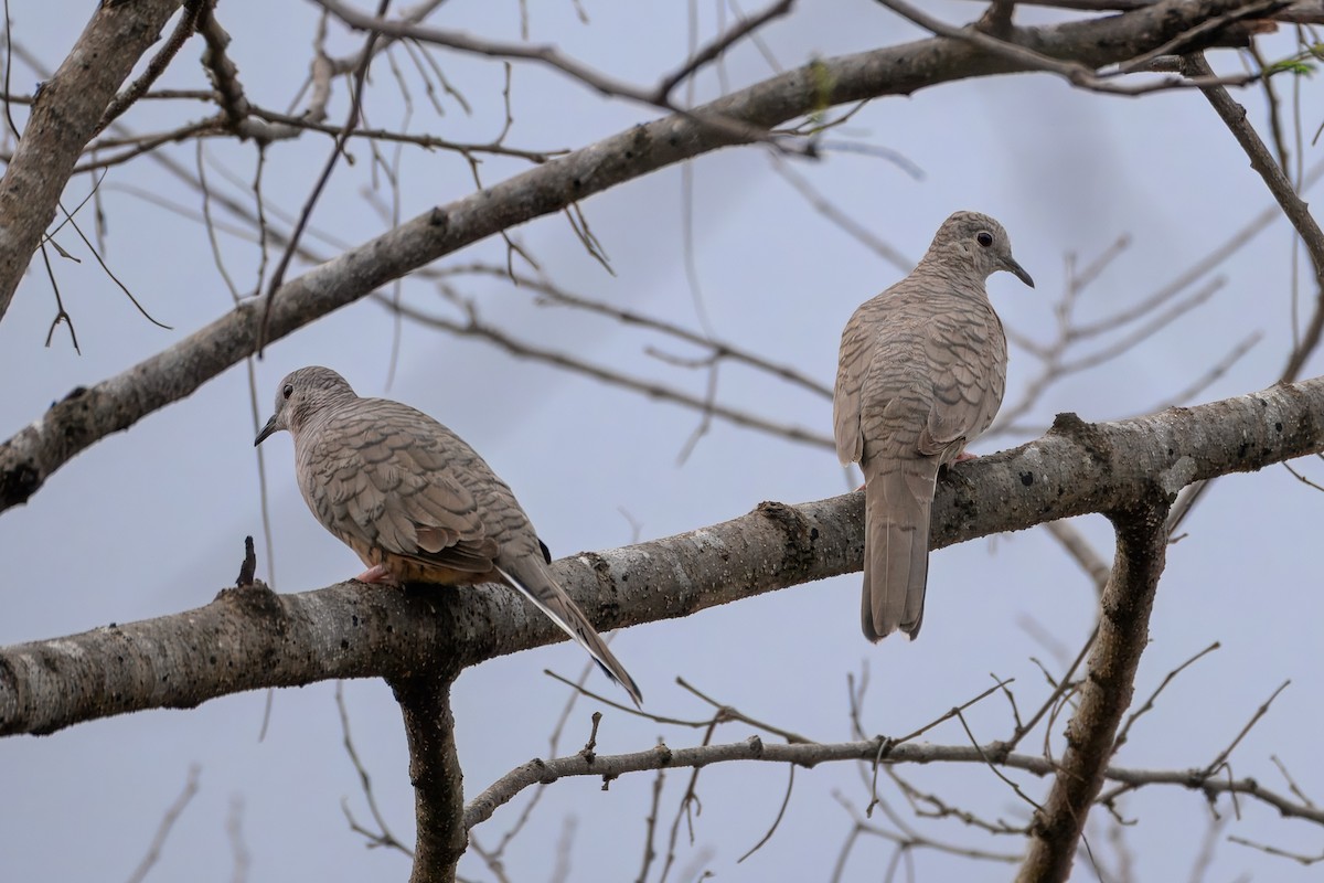 Inca Dove - ML637880494