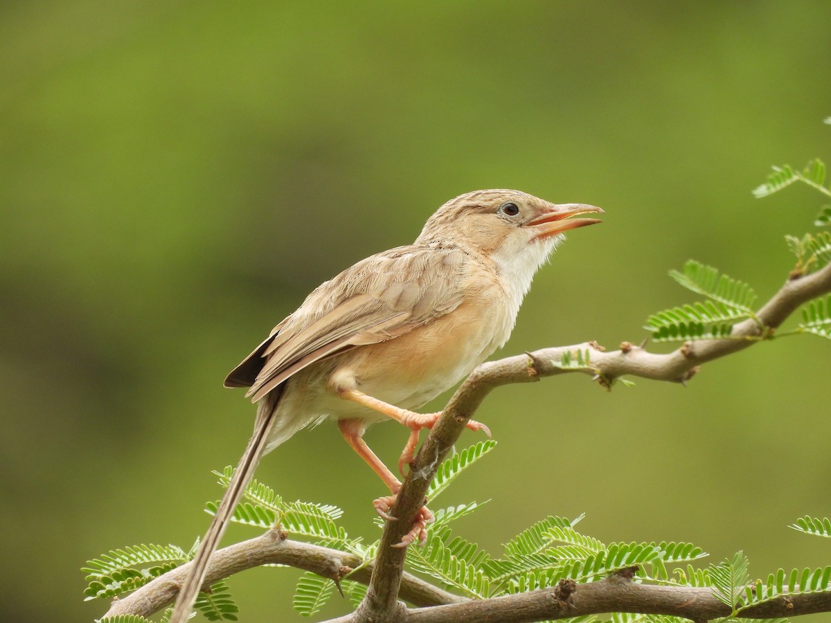 Common Babbler - ML637880517