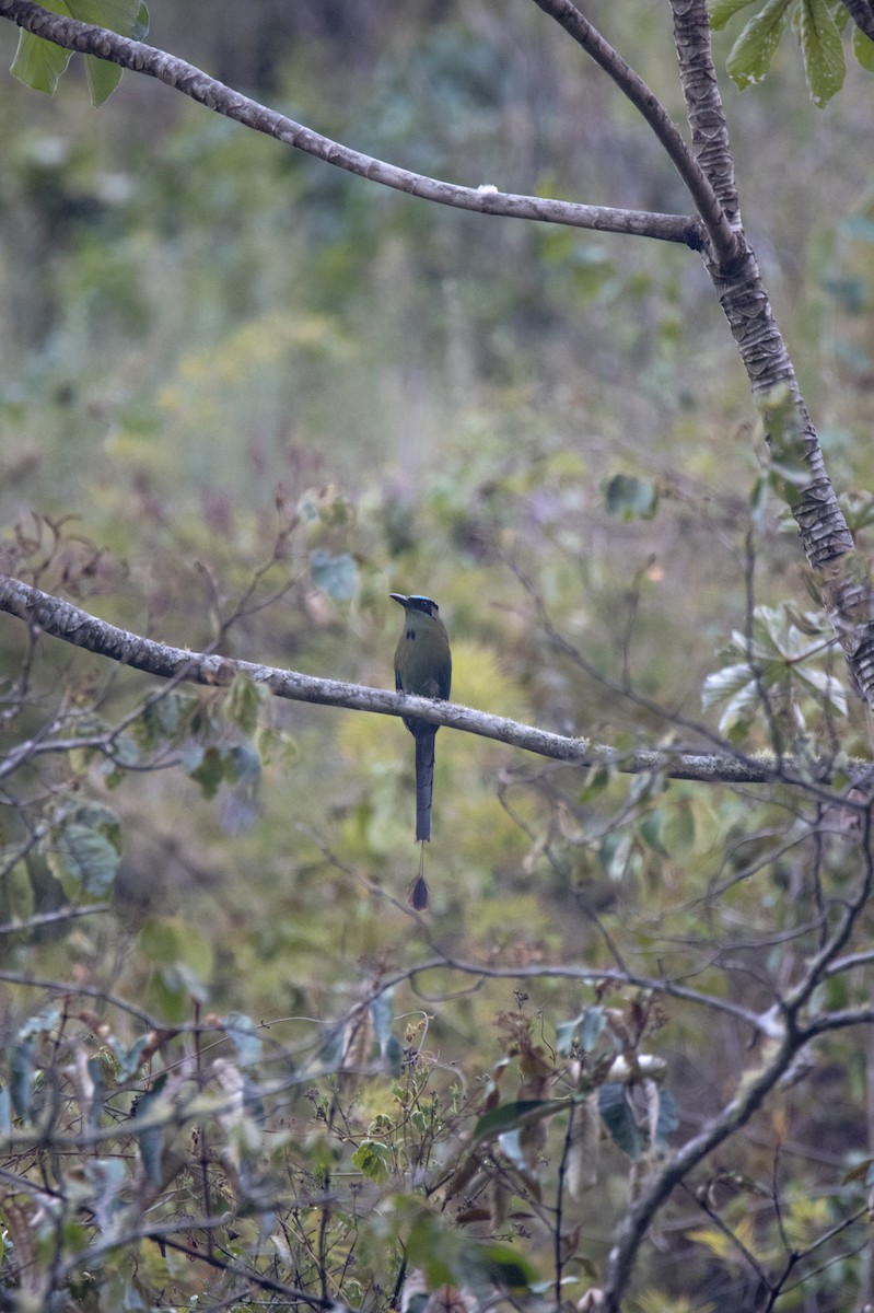 Andean Motmot - ML637880518