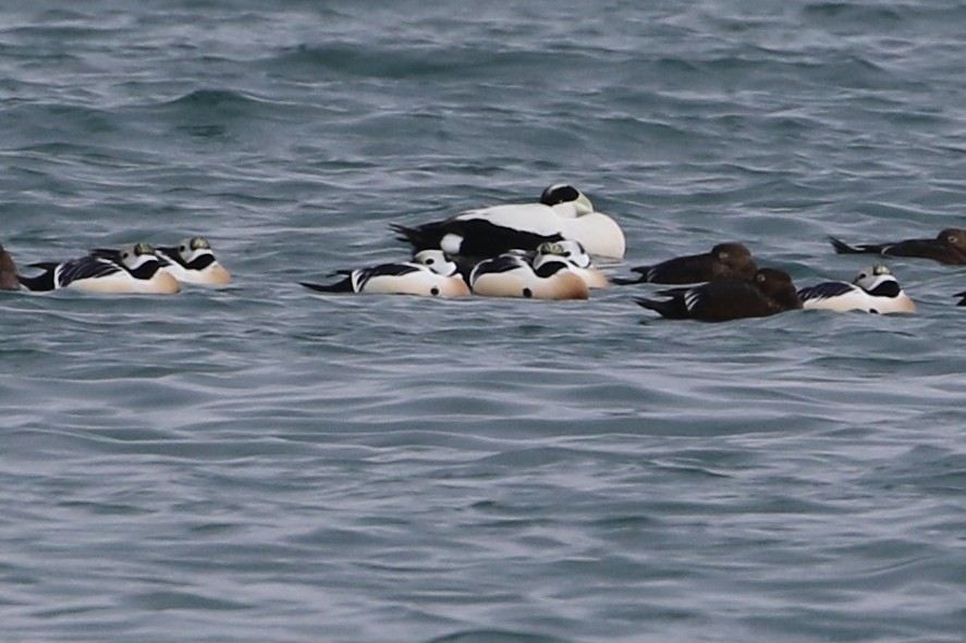 Common Eider (Eurasian) - ML637880575