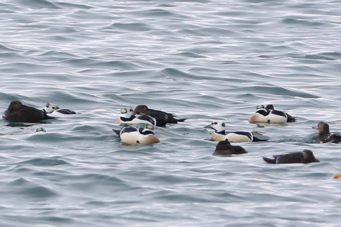 Steller's Eider - ML637880590