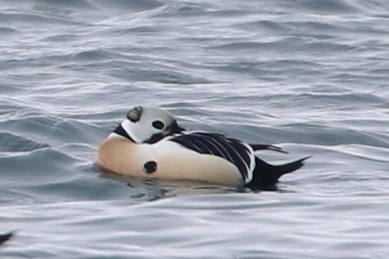 Steller's Eider - ML637880591