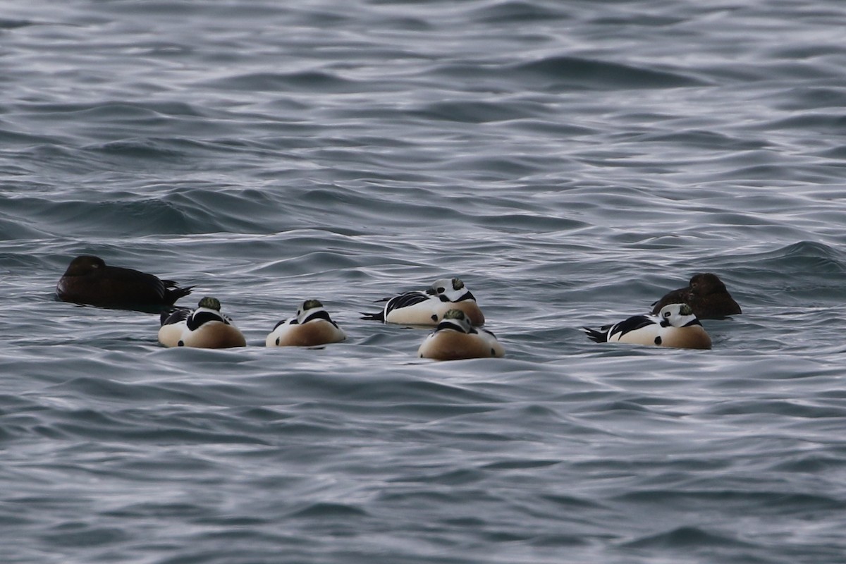 Steller's Eider - ML637880592