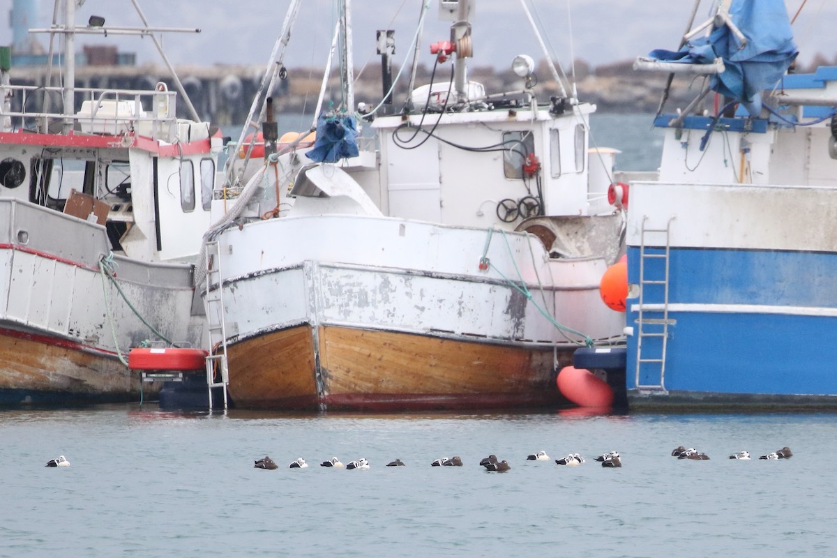 Steller's Eider - ML637880593