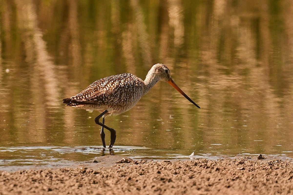 Marbled Godwit - ML637880596