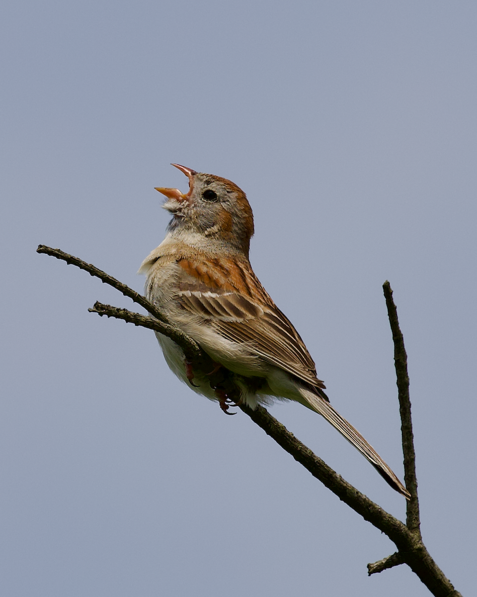 Field Sparrow - ML637880620