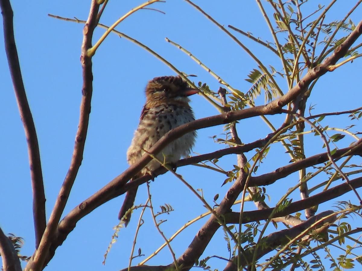 Spot-backed Puffbird - ML637880627