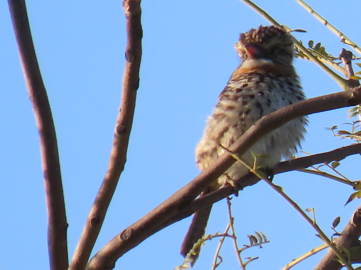 Spot-backed Puffbird - ML637880637