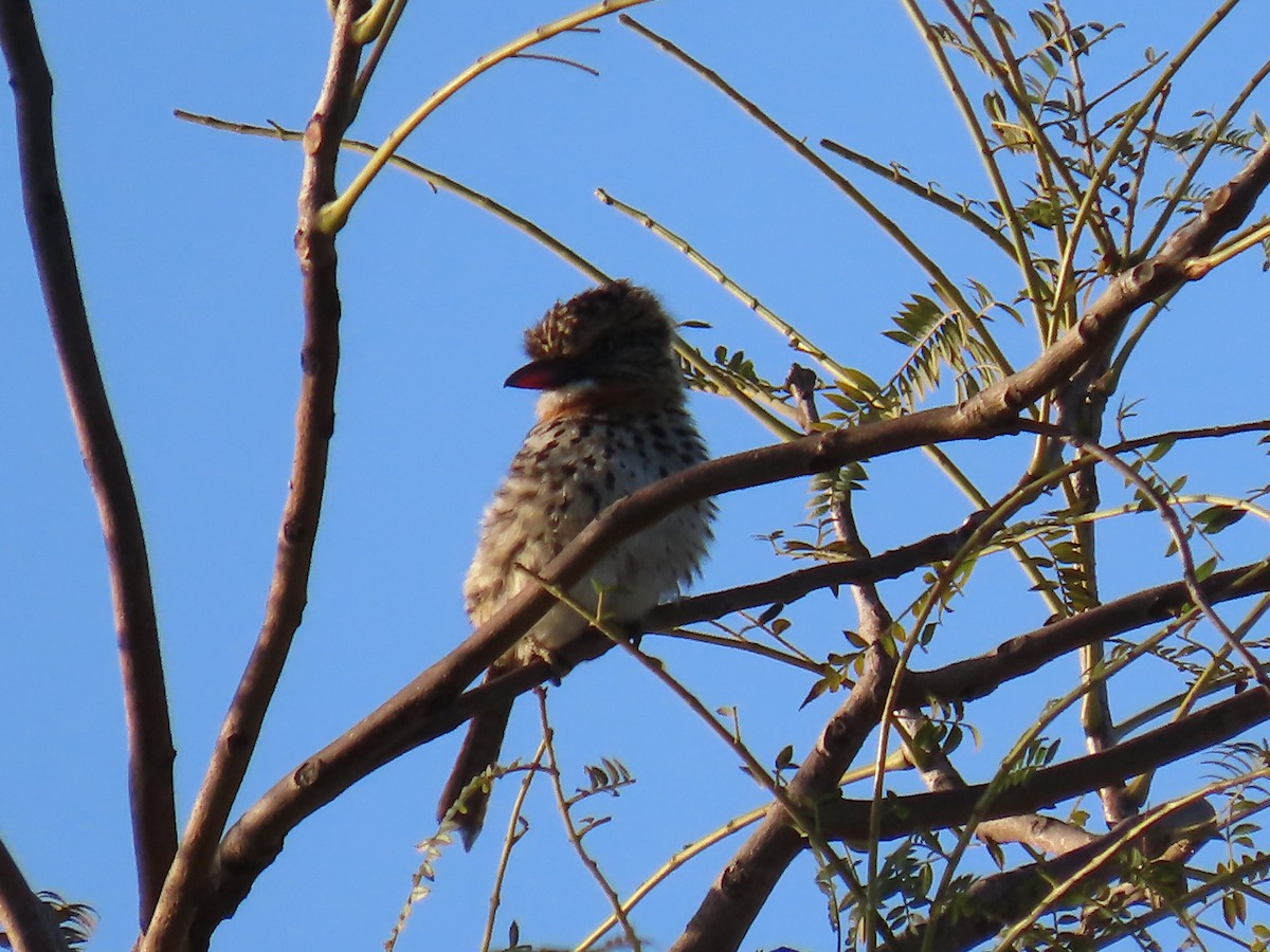 Spot-backed Puffbird - ML637880655