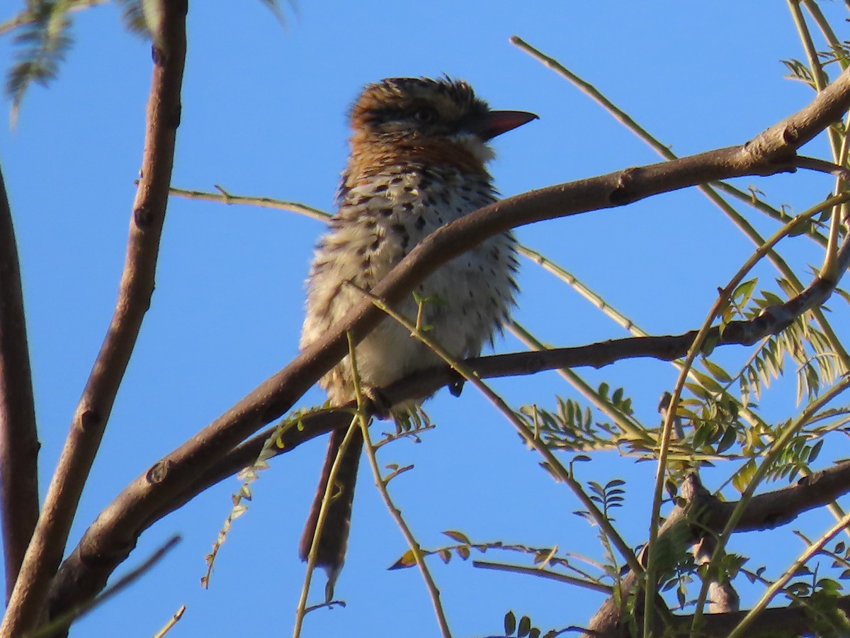 Spot-backed Puffbird - ML637880660