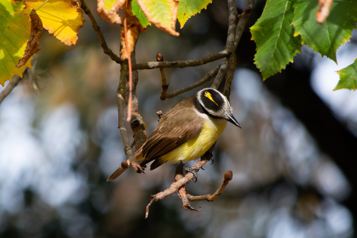 Great Kiskadee - ML637880665