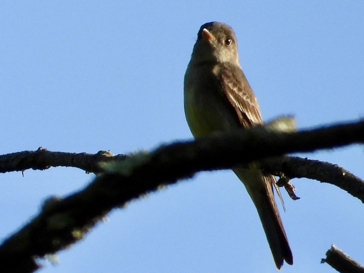 Pioui de l'Est - ML637880670