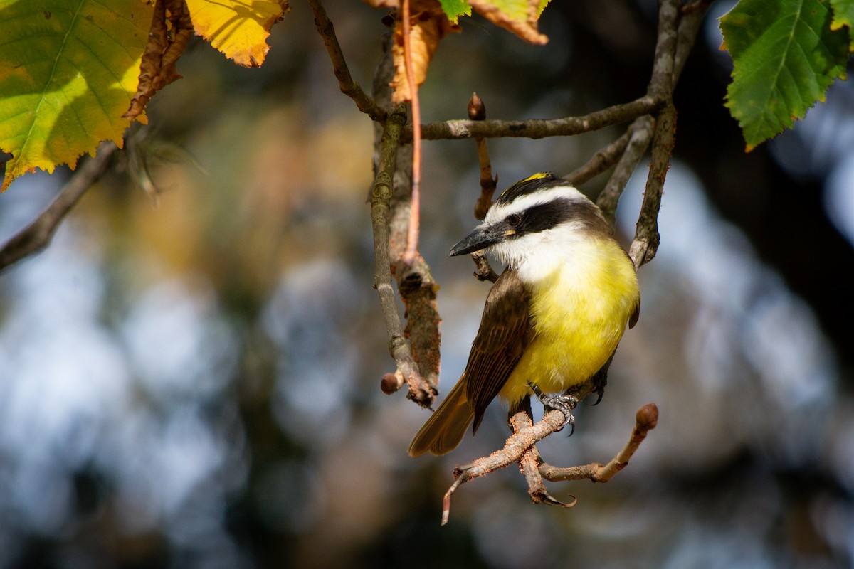 Great Kiskadee - ML637880672