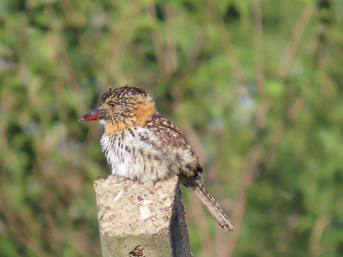 Spot-backed Puffbird - ML637880673