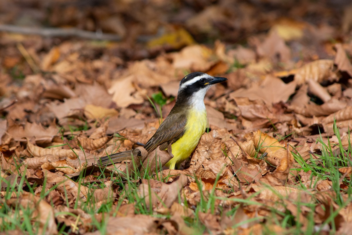 Great Kiskadee - ML637880679