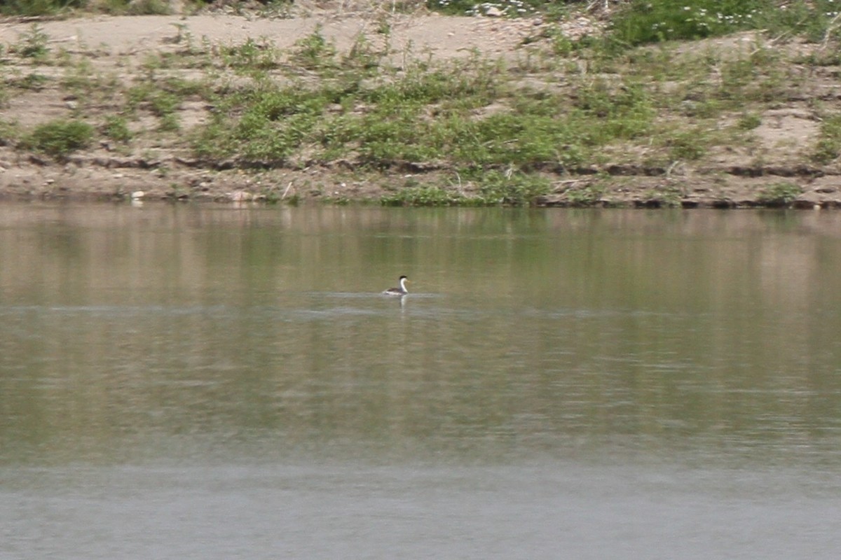 Western Grebe - ML637880681