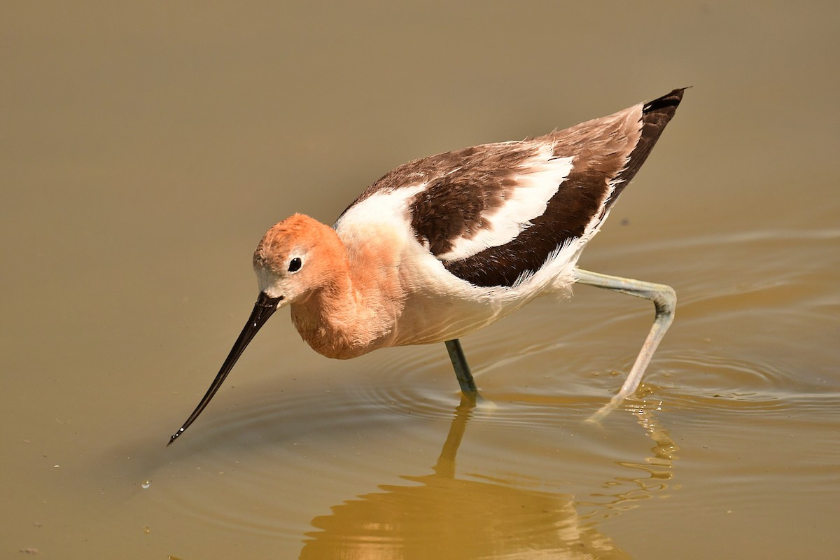 American Avocet - ML637880704