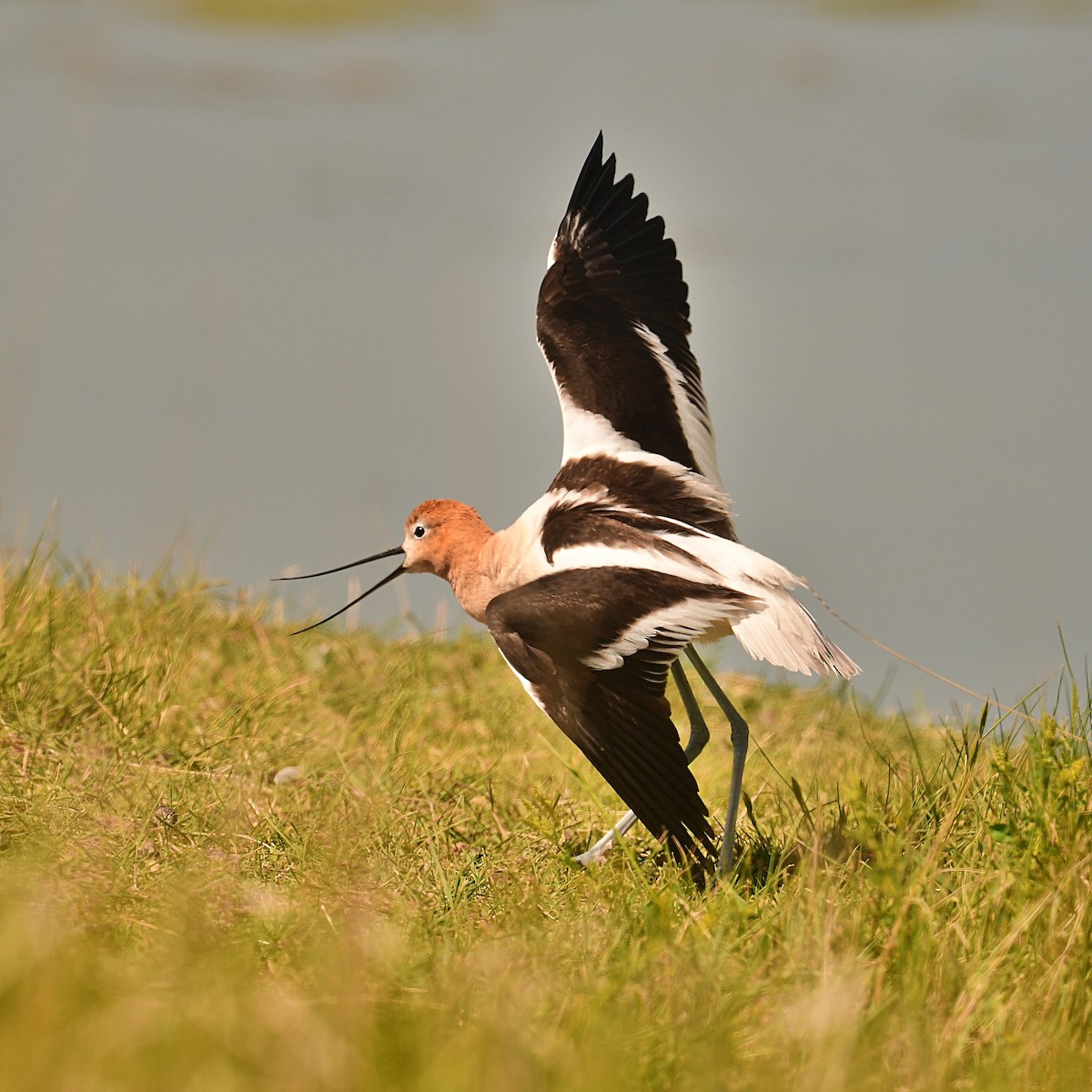 American Avocet - ML637880705