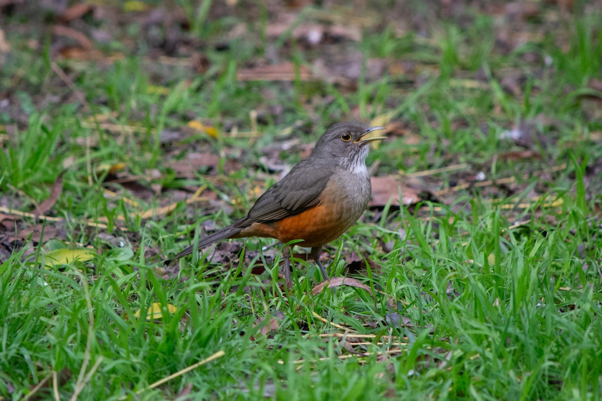 Rufous-bellied Thrush - ML637880709