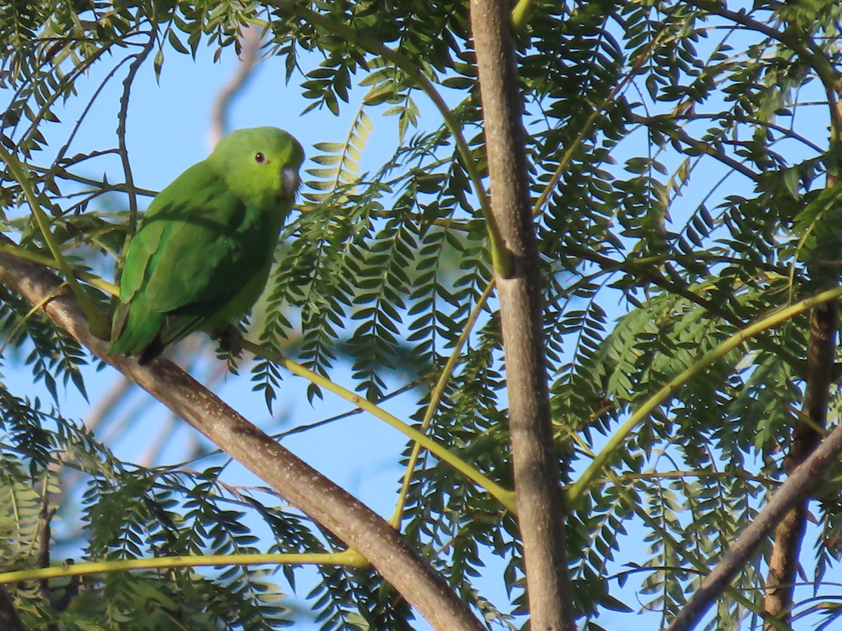 Cobalt-rumped Parrotlet - ML637880714