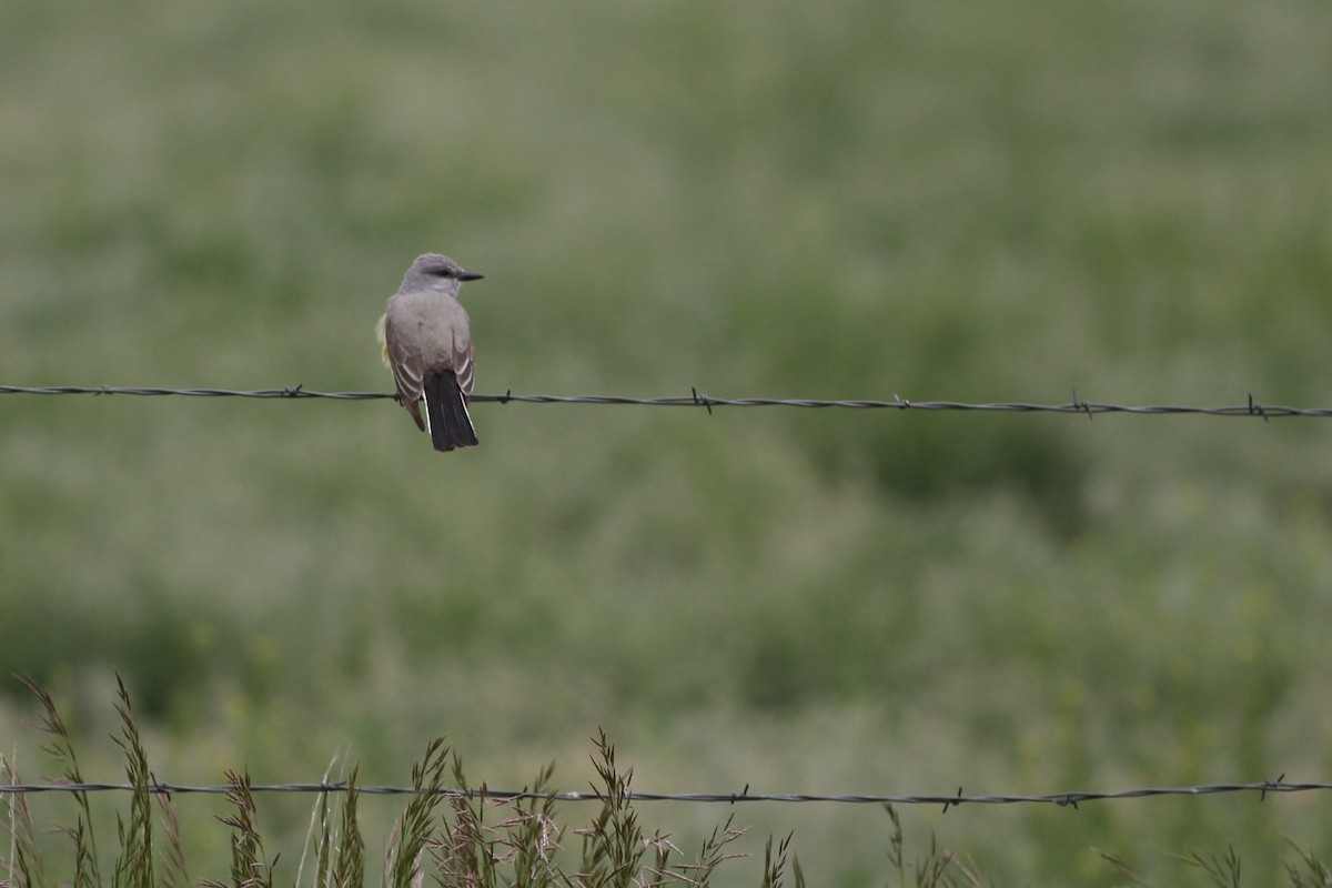 Western Kingbird - ML637880721