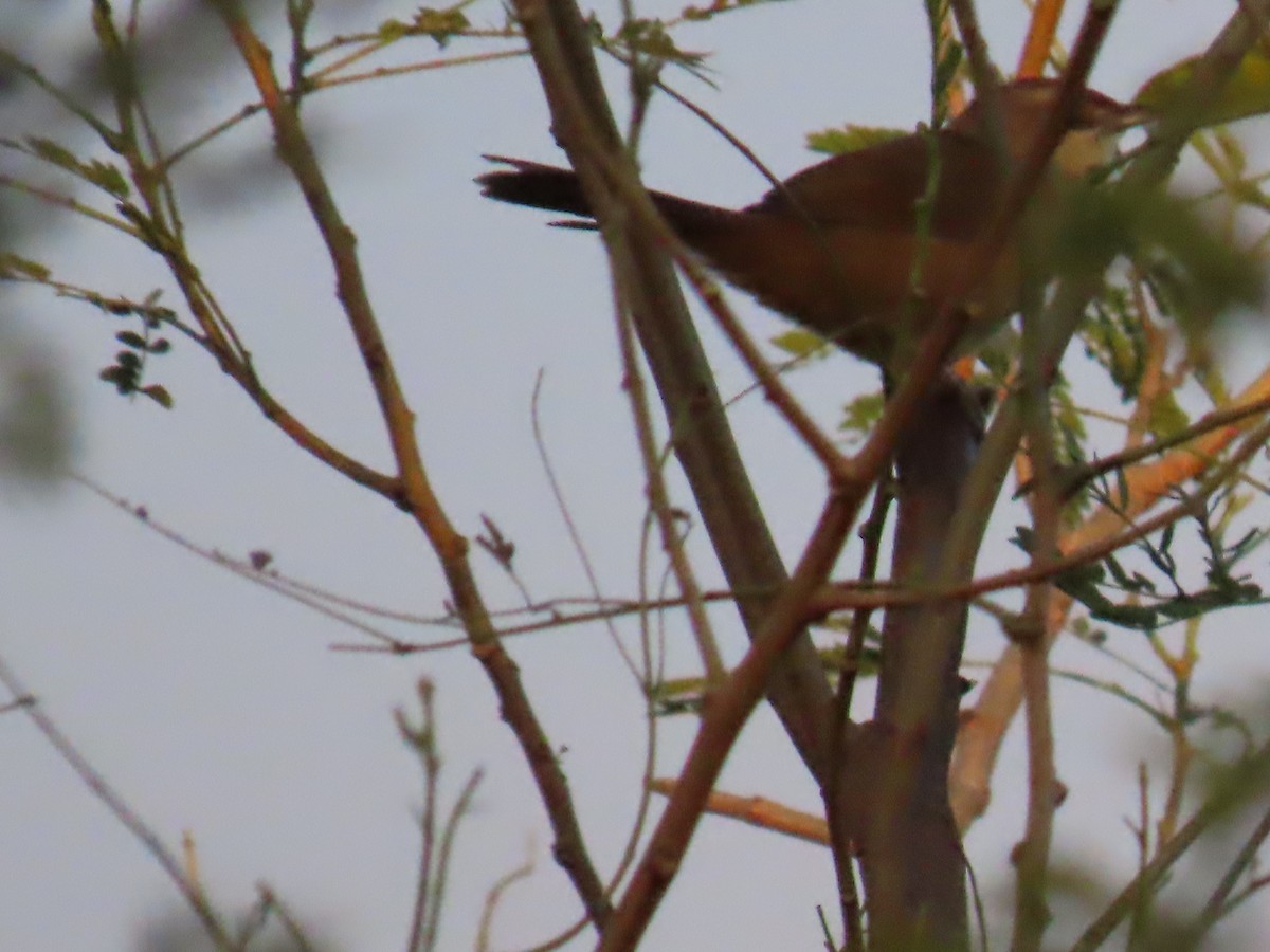 Rufous-fronted Thornbird - ML637880737