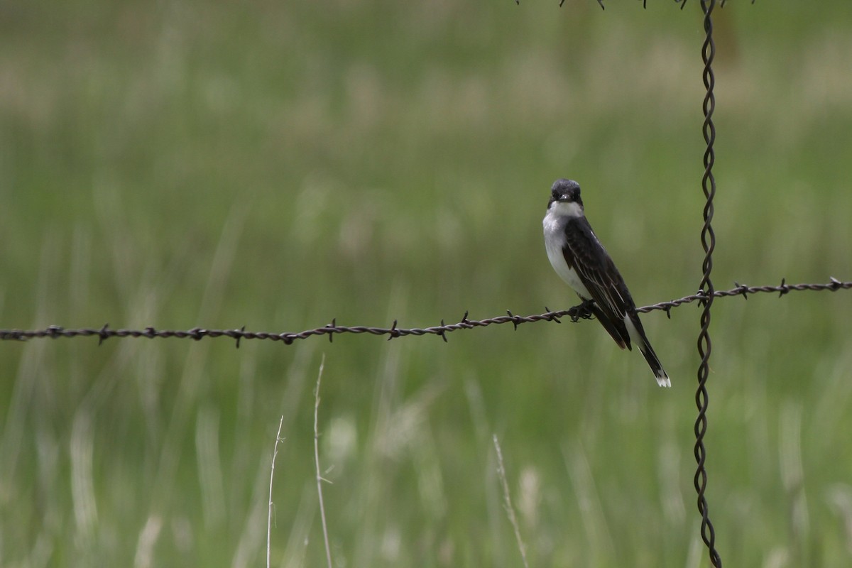 Eastern Kingbird - ML637880741
