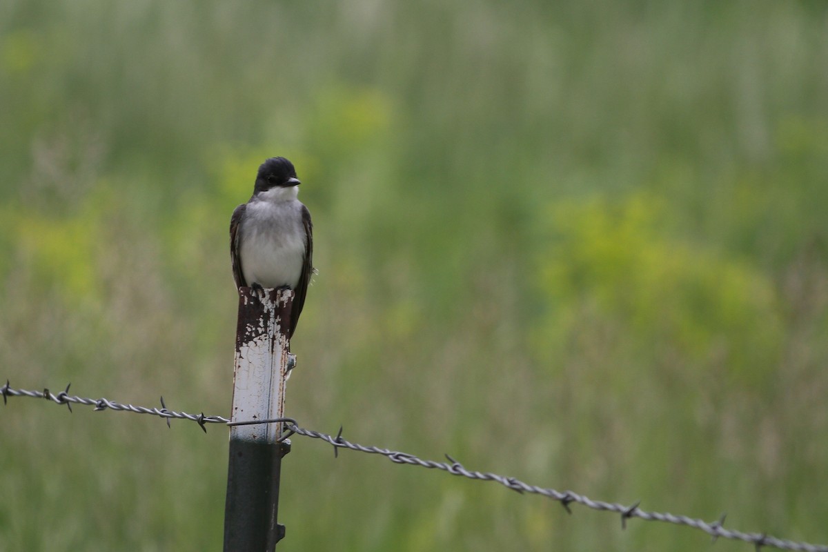 Eastern Kingbird - ML637880743