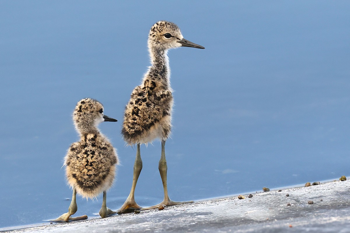 Black-necked Stilt (Hawaiian) - ML637880775