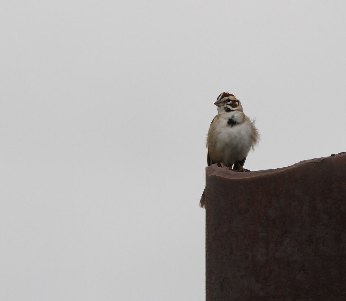 Lark Sparrow - ML637880777