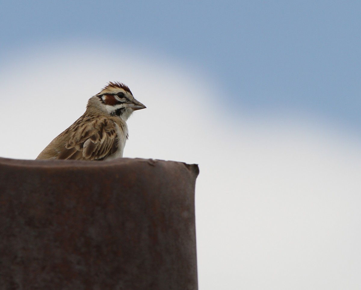 Lark Sparrow - ML637880778