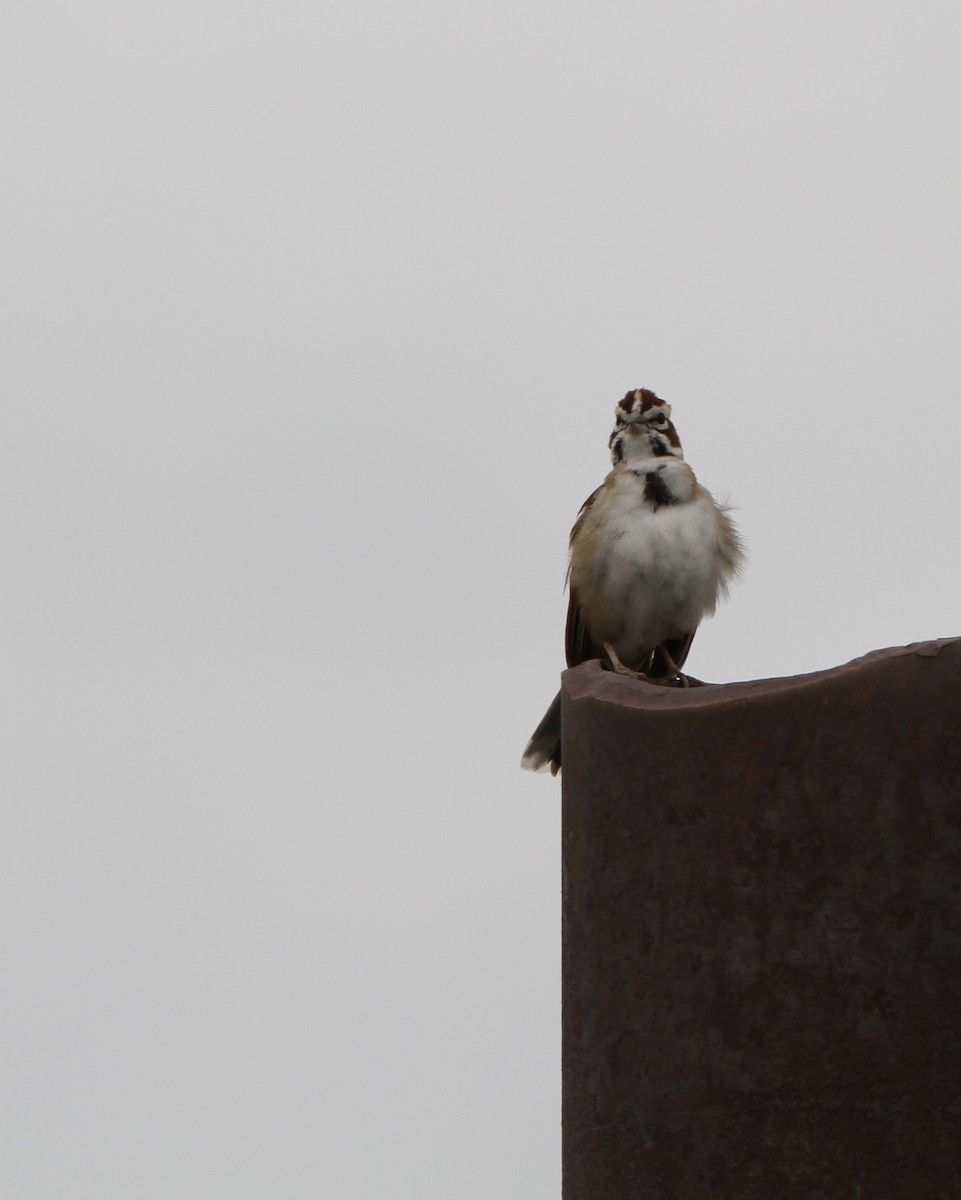 Lark Sparrow - ML637880779