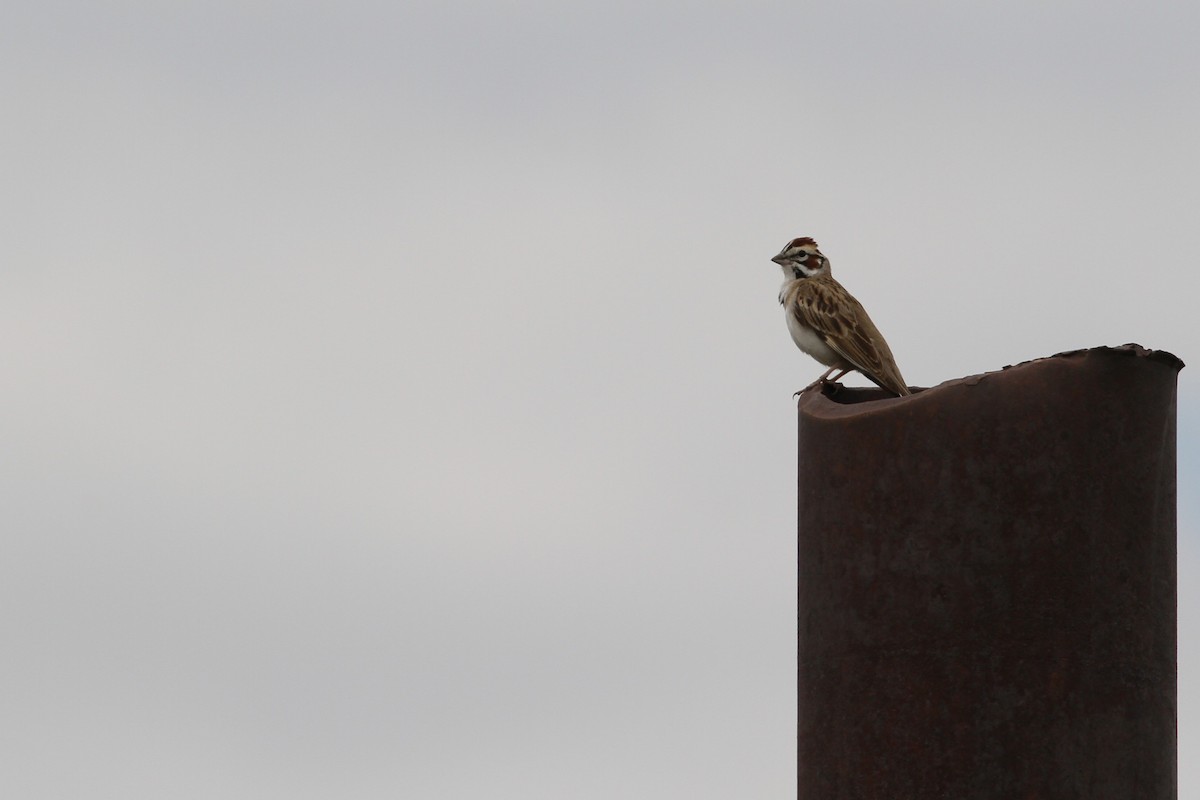 Lark Sparrow - ML637880780